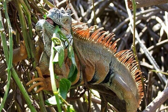 Adventure on the Emerald Coast Ventanilla, Mazunte, Puerto Ángel - Frequently Asked Questions