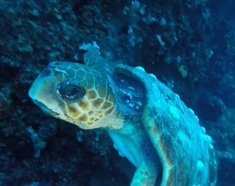 Adventure Tour - 2-Day Rafting and Scuba Diving in Albania - FAQ