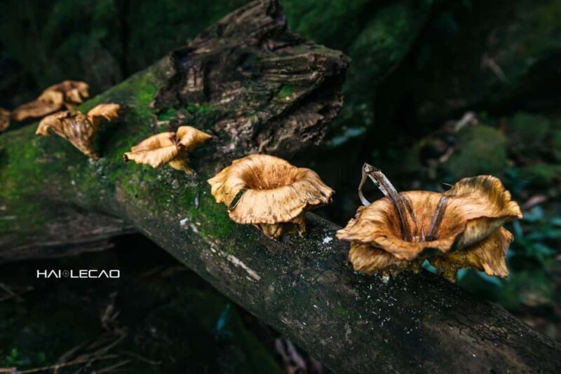 Adventure Tour: Conquer Duong Cam WaterFall in 1 day - FAQ