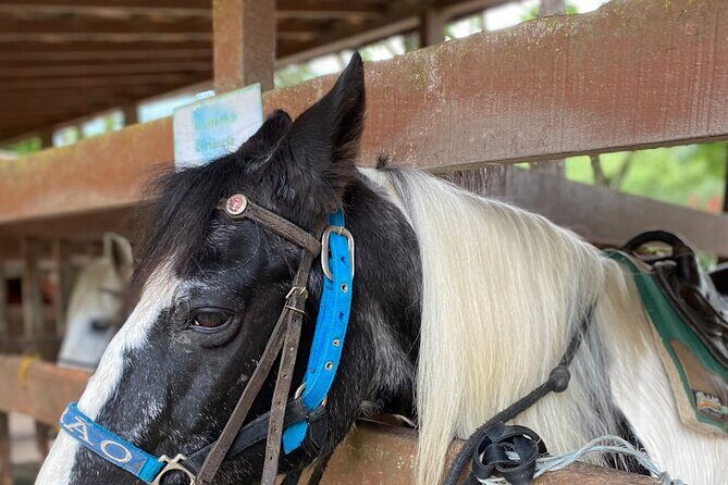 Adventure tour with Sugarloaf Mountain, AquaRio and BioParque - Exploring Rio de Janeiro: A Balanced Look at the Adventure Tour with Sugarloaf, AquaRio, and BioParque