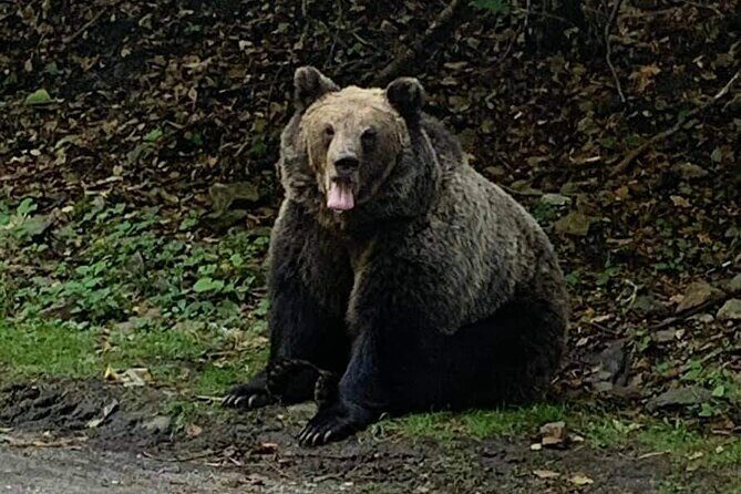 Adventure trip to Transylvania in 3 days from Bucharest - Frequently Asked Questions