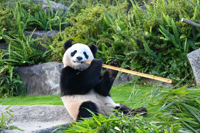 Adventure World Admission Ticket in Wakayama - Start with the Kenya Car and land animals