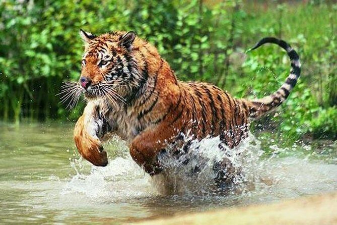 Adventures Ranthambore Wildlife Safari Tour from Delhi with Safari Rides - Exploring Ranthambore on a 3-Day Wildlife Safari from Delhi