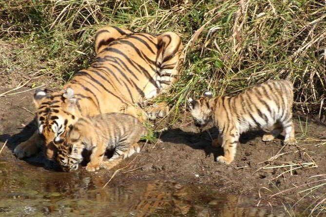 Adventures Ranthambore Wildlife Safari Tour from Delhi with Safari Rides - Key Points