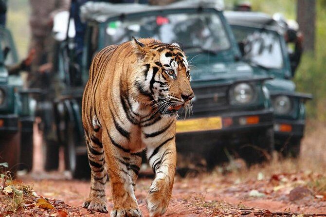 Adventures Ranthambore Wildlife Safari Tour from Delhi with Safari Rides - Final Thoughts