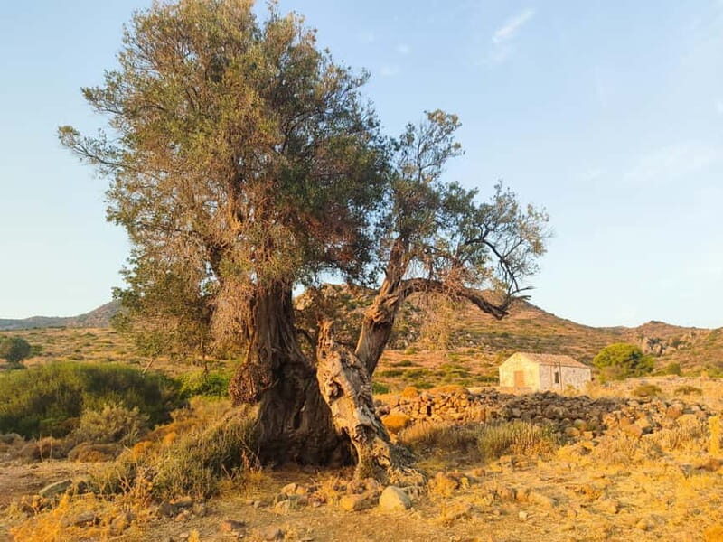 Aegina: Ancient Olive Grove (Eleonas) & Perdika Village Tour - Who Should Consider This Tour?