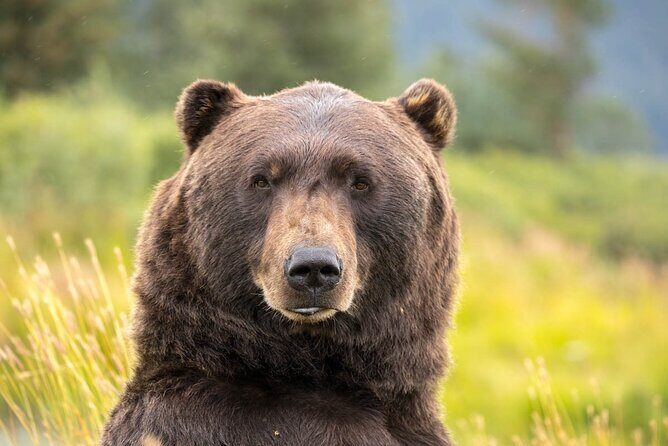 Aerial Tram and Wildlife Center tour from Anchorage - A Closer Look at the Trip: What to Expect