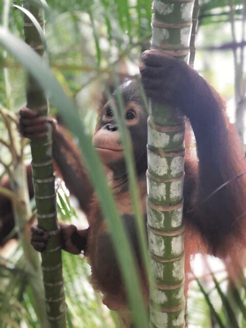 A'famosa Water Theme Park & Safari Wonderland Ticket - FAQ