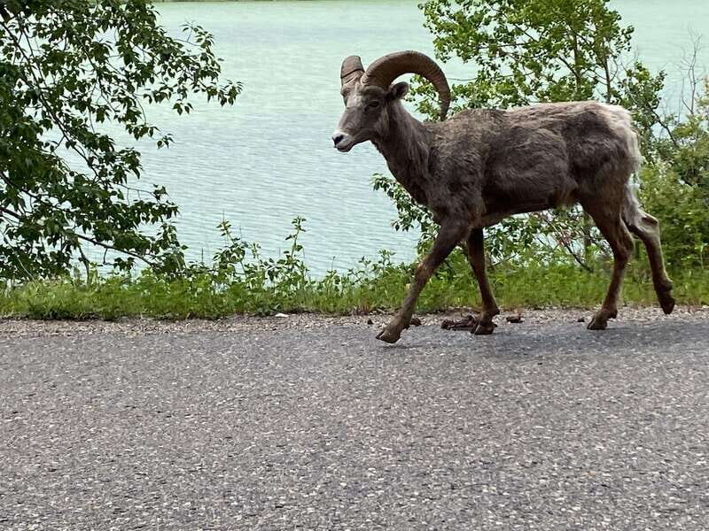 Affordable Banff, Lake Louise & Moraine Lake DayTrip Shuttle - Key Points