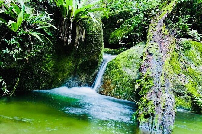 Affordable Return Mossman Gorge from Port Douglas Transfers - The Sum Up: Who Should Book This Shuttle?