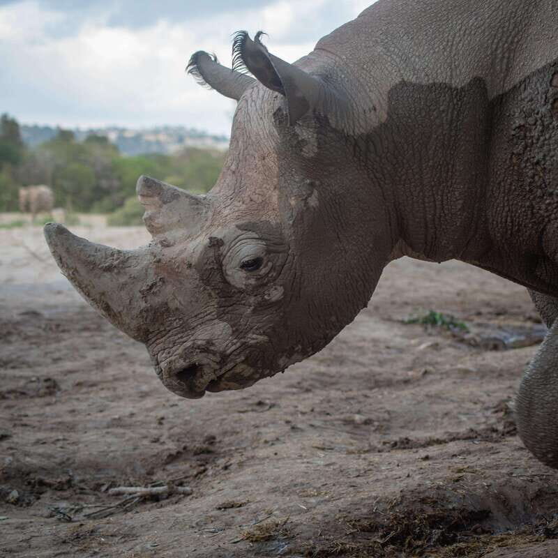 Africam Safari Conservation Park - A Closer Look at Africam Safari Conservation Park