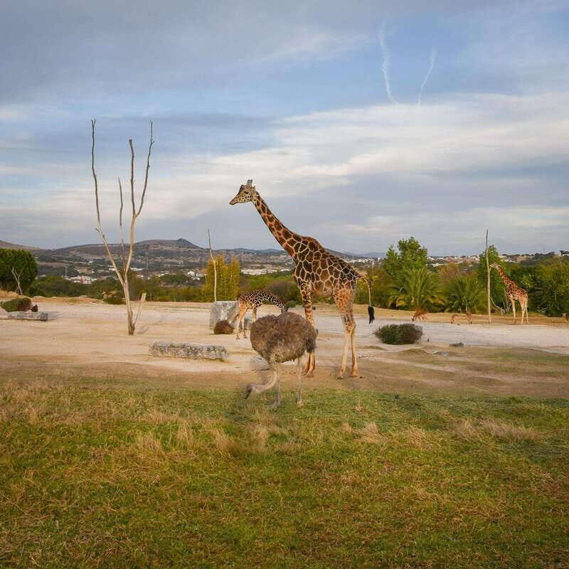 Africam Safari Conservation Park - FAQs