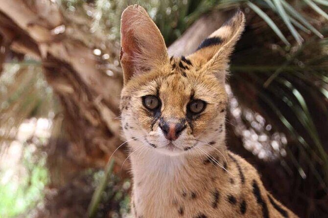 African Cat Experience at Werribee Open Range Zoo - excl. entry - Discover the African Wild Cats at Werribee Open Range Zoo
