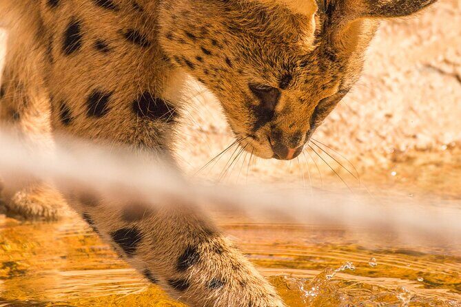 African Cat Experience at Werribee Open Range Zoo - excl. entry - Why This Tour Is Worth Considering