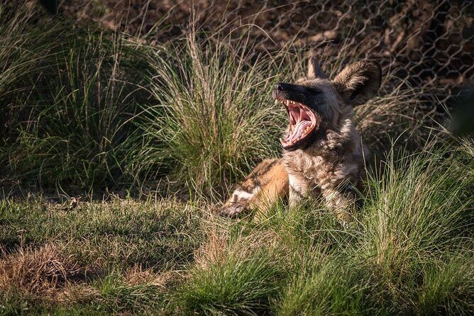 African Wild Dog Experience at Werribee Open Range Zoo - Experience the African Wild Dog up Close at Werribee Open Range Zoo