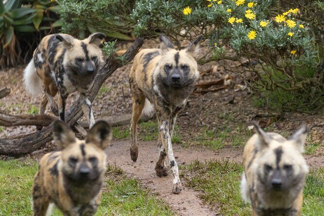 African Wild Dog Experience at Werribee Open Range Zoo - Key Points