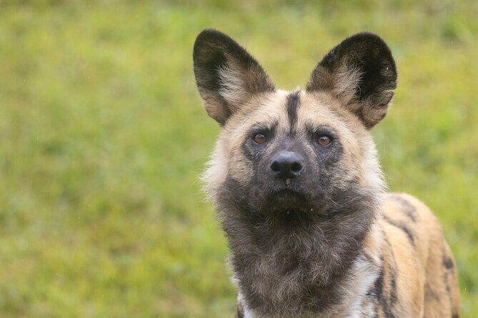 African Wild Dog Experience at Werribee Open Range Zoo - Why This Tour Offers Good Value