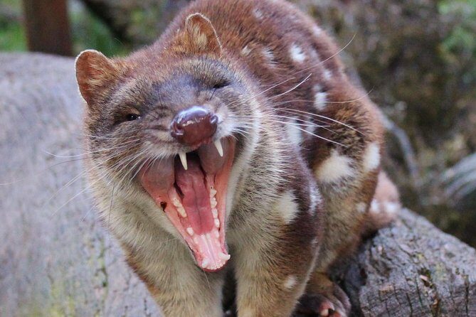 After Dark Tasmanian Devil Feeding Tour at Cradle Mountain - Key Points