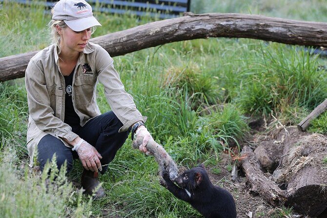 After Dark Tasmanian Devil Feeding Tour at Cradle Mountain - Who Will Love This Tour?