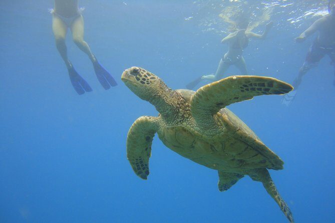 Afternoon Adventure Snorkel from Ka'anapali - An Honest Look at the Maui Snorkel Tour Experience