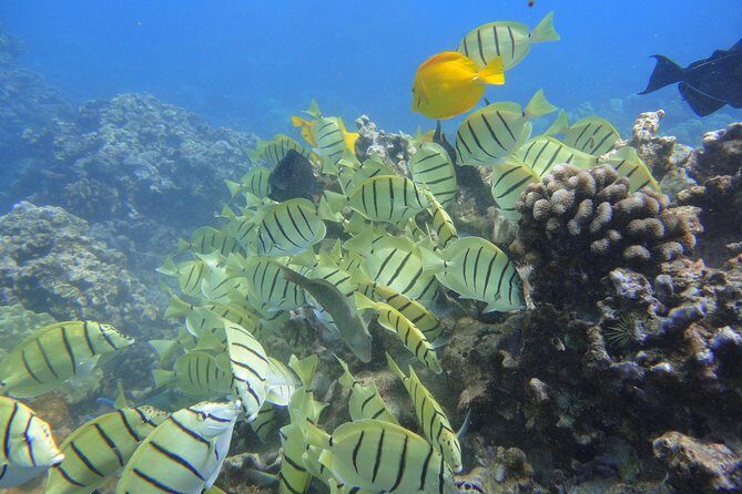 Afternoon Adventure Snorkel from Ka'anapali - Who Is This Tour Best For?