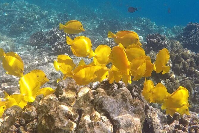 Afternoon Ali'i Adventure - FAQ: Your Practical Questions Answered