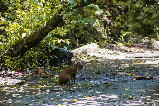 Afternoon Arenal Volcano Tour & Natural Hot Springs River - Who Would Enjoy This Tour?