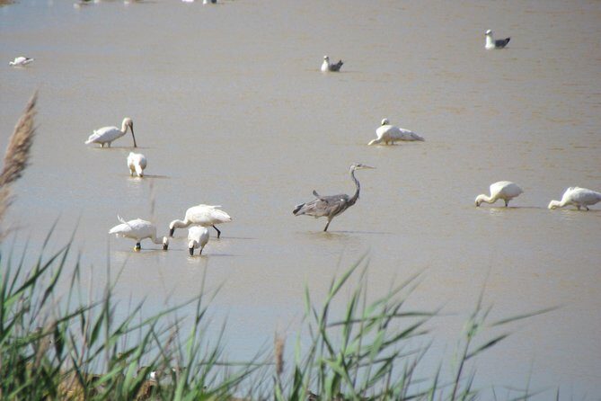Afternoon birdwatching at Lagoa dos Salgados - The Sum Up