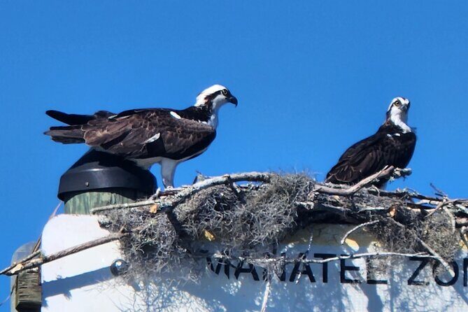 Afternoon Crystal River Ecological Boat Tour - Key Points