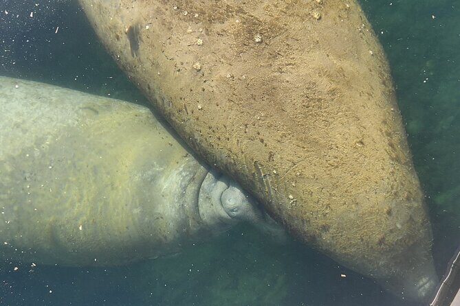 Afternoon Crystal River Ecological Boat Tour - Setting the Scene: Why Visit Crystal River?