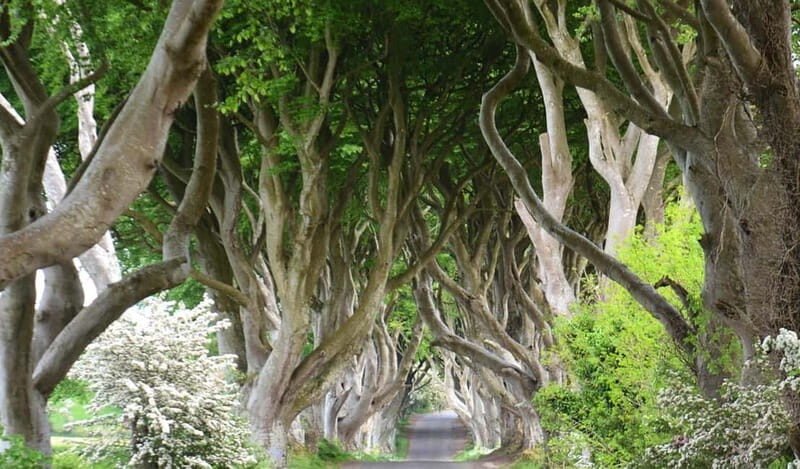 Afternoon Giants Causeway Half Day Tour from Belfast - An In-Depth Look at the Tour Experience