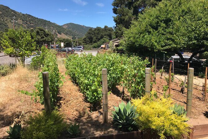 Afternoon Half-day Carmel Valley Wine Tasting Tour - Key Points