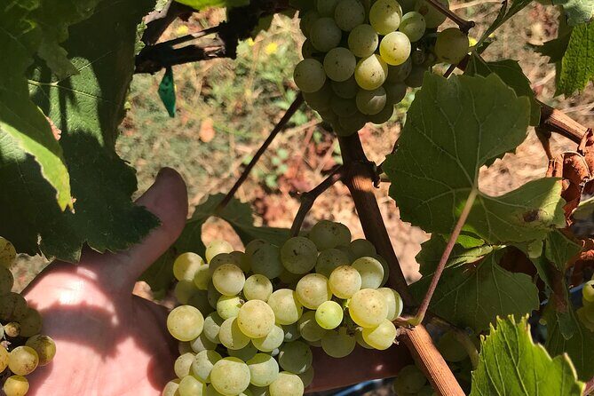 Afternoon Half-day Carmel Valley Wine Tasting Tour - Final Thoughts