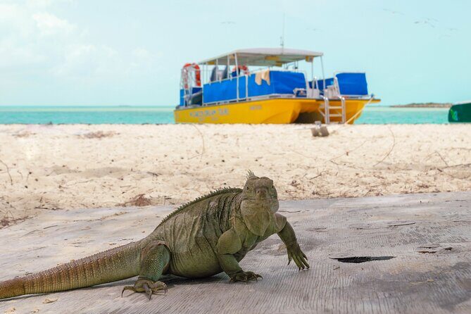 Afternoon Half Day Cruise from Providenciales with Snorkeling and Iguana Island - Analyzing the Value