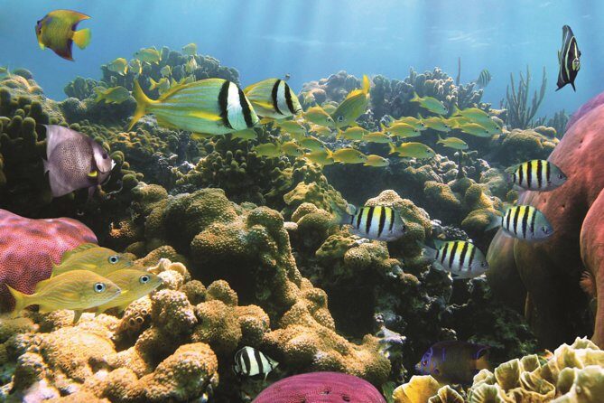 Afternoon Hawaiian Green Sea Turtle and Dolphin Snorkel and Sail - A Closer Look at the Experience