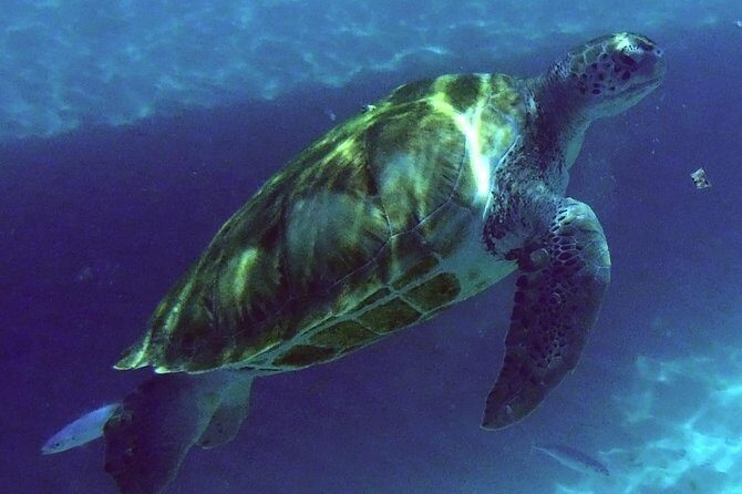 Afternoon Luxury Catamaran Sailing and Charter Cruise from Bridgetown - An In-Depth Look at the Experience