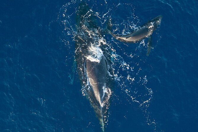 Afternoon Sail With the Whales from Lahaina Harbor - The Sum Up