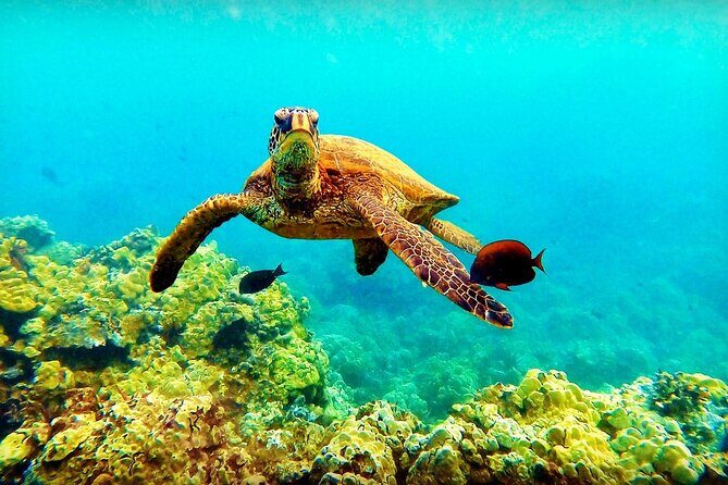 Afternoon Turtle Town Snorkel at Coral Gardens - Key Points