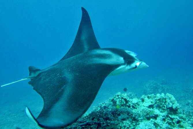 Afternoon West Maui Snorkel from Kaanapali Beach - A Genuine Deep Dive into the West Maui Snorkeling Tour
