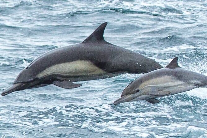 Afternoon Whale Watch - Key Points