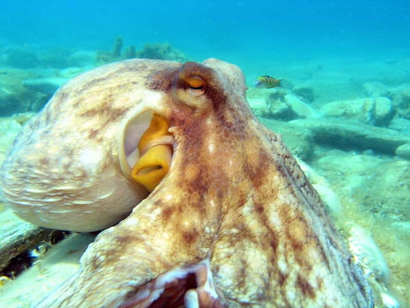 Agia Pelagia: Introduction to Scuba Diving (2 Dives) - A Practical Overview of the Agia Pelagia Scuba Tour