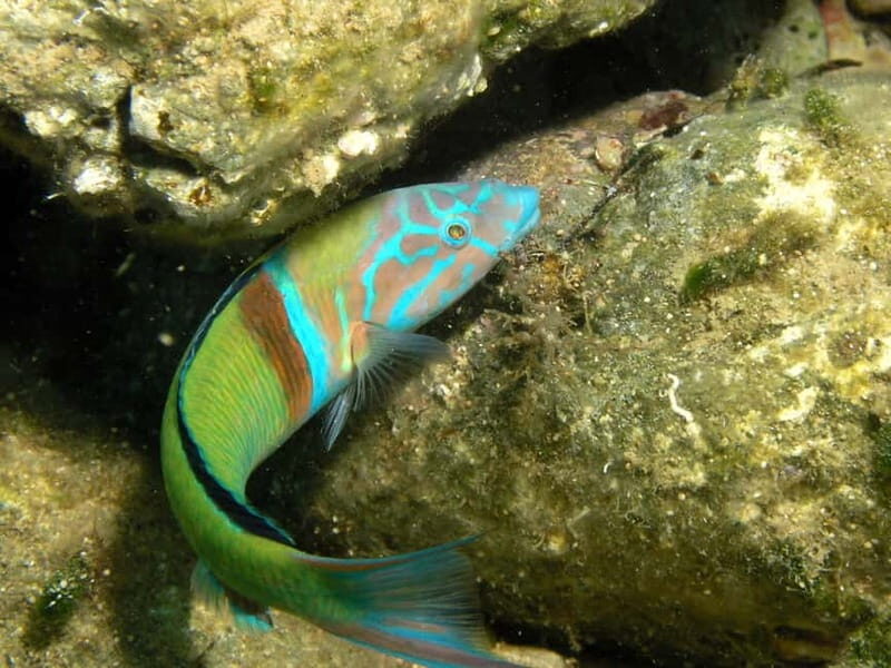Agia Pelagia: Introduction to Scuba Diving (2 Dives) - What Makes This Tour Stand Out?