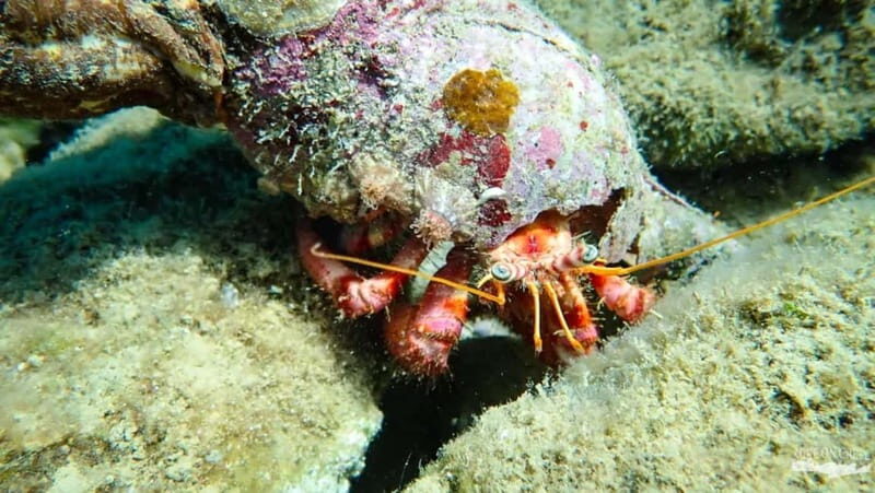 Agia Pelagia: Scuba Diving Activity for Children - A Practical Guide to the Agia Pelagia Scuba Activity