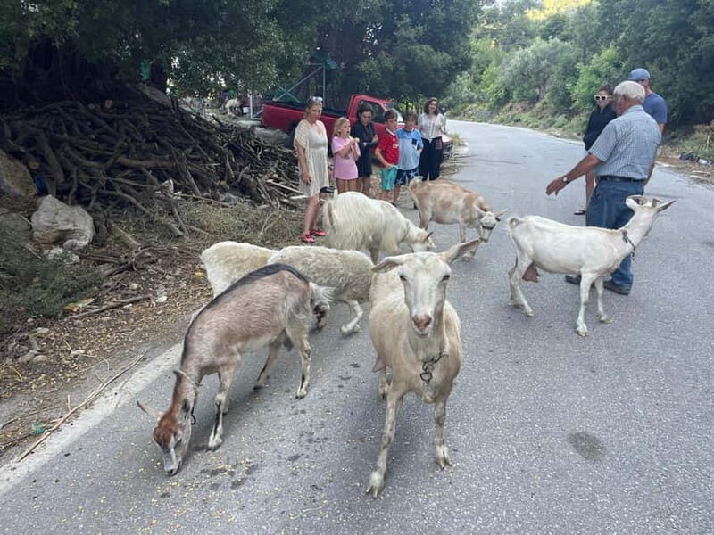 Agios Nikolaos: Lasithi Plateau Day Trip - Deep Dive into the Experience