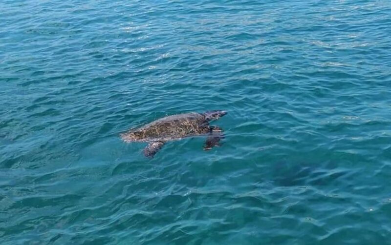 Agios Sostis: Marathonissi, Keri Caves, and Turtle Spotting - What Could Be Improved?