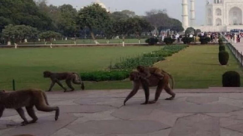 Agra: Monkey Safari Guided Walking Tour - Exploring Agra’s Wild Side: The Monkey Safari Guided Walking Tour
