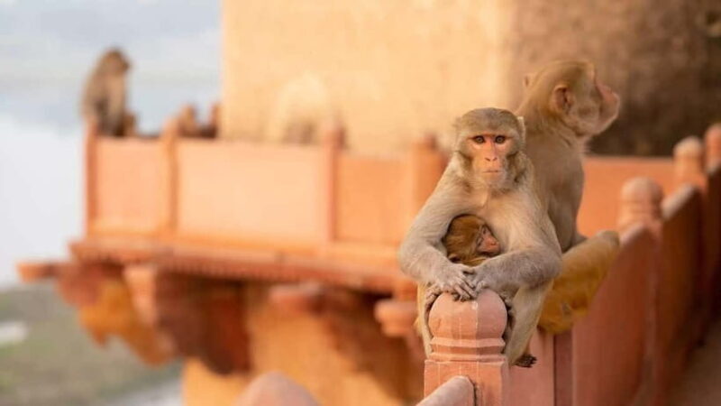 Agra: Monkey Safari Guided Walking Tour - What Makes This Tour Stand Out?