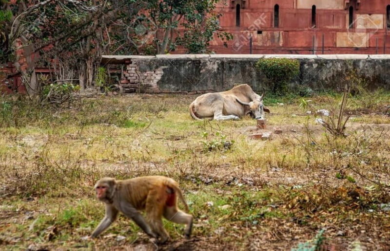 Agra: Monkey Safari Guided Walking Tour - Why You Should Consider This Tour