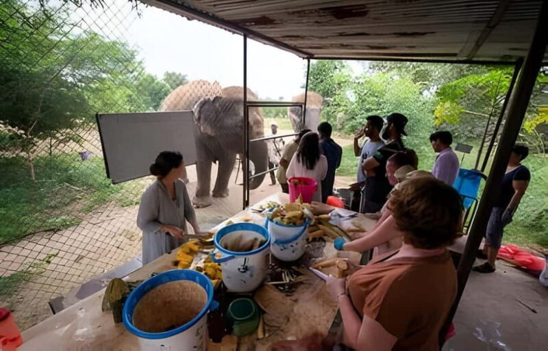 Agra: Taj Mahal, Agra & Elephant SOS Full or Half Day Tour - Key Points