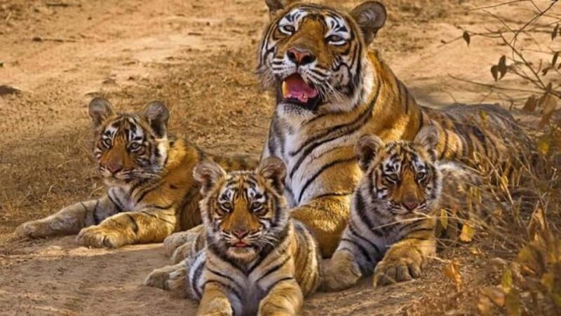 Agra to Khajuraho & Panna: Explore Temples & Wildlife - Practical Considerations